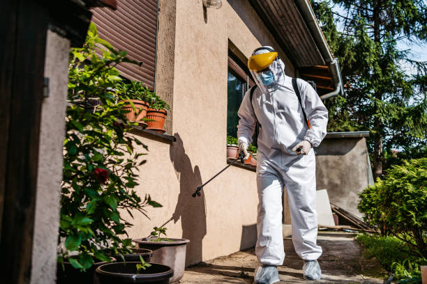 Best Termite Control Services  in Palmhurst, TX