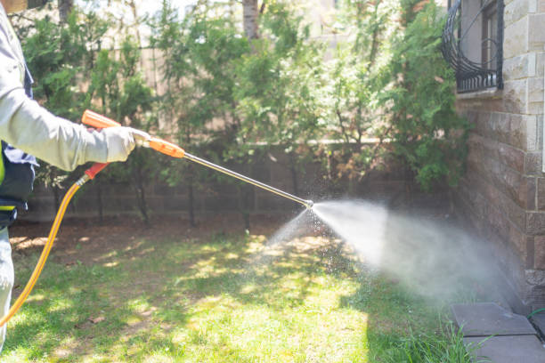Best Spider Control Near Me  in Palmhurst, TX