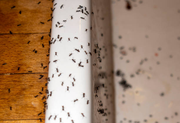 Best Affordable Pest Control Services  in Palmhurst, TX